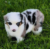 Mini Australian Shepherd