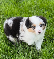 Mini Australian Shepherd