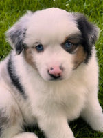 Mini Australian Shepherd