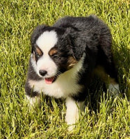 Mini Australian Shepherd