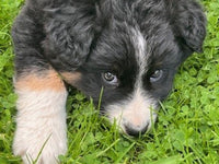Australian Shepherd