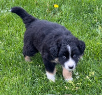 Australian Shepherd