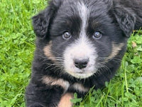 Australian Shepherd