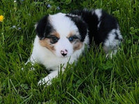 Mini Australian Shepherd