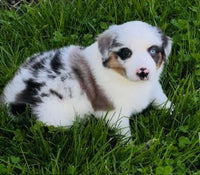Mini Australian Shepherd