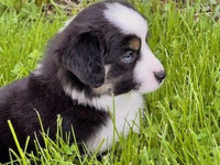Mini Australian Shepherd