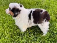 Mini Australian Shepherd