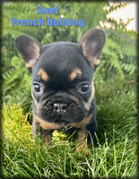 Axel Male AKC French Bulldog $1500