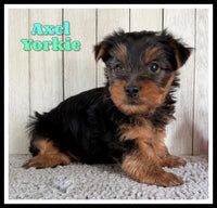 Axel Male AKC Yorkshire Terrier $1250