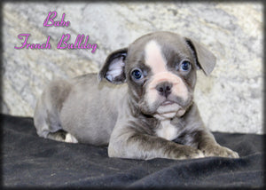 French Bulldog