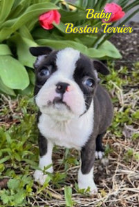 Boston Terrier