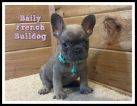 Baily Female AKC French Bulldog $2000