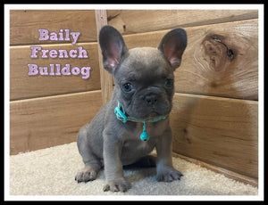 French Bulldog