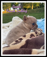 Bambi Female AKC French Bulldog $1550