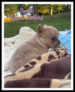 French Bulldog