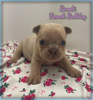 French Bulldog