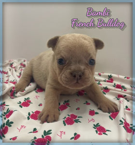 French Bulldog
