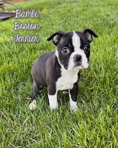 Boston Terrier