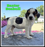 Baxter Male Beabull $950
