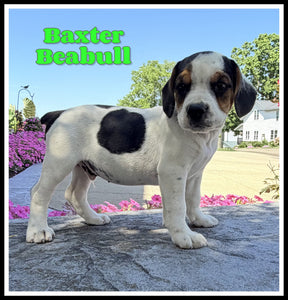 Beabull