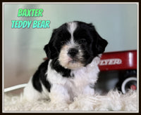 Baxter Male Teddy Bear $875