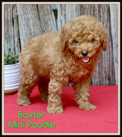 Baxter Male AKC Mini Poodle $1000