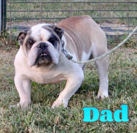 Nugget Female Beabull $750