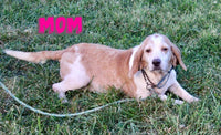 Toby Male Beabull $550