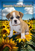 Queenie Female Beabull $750
