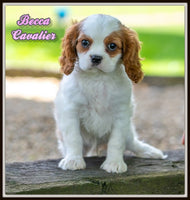 Cavalier
