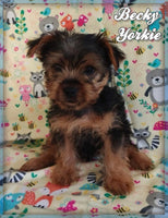 Becky Female Yorkshire Terrier $550