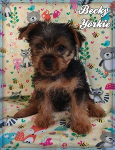 Yorkshire Terrier