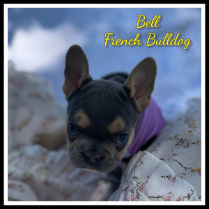 French Bulldog 