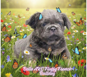 Bella Female AKC Fluffy French Bulldog $1700