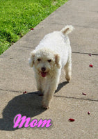 Ron Male Mini Poodle $575