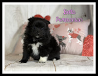 Bella Female ACA Pomeranian $1375