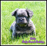 Fluffy French Bulldog