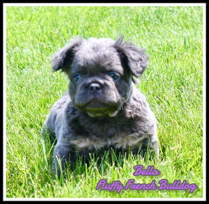 Fluffy French Bulldog