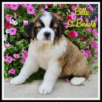 Bella Female AKC Saint Bernard $1350