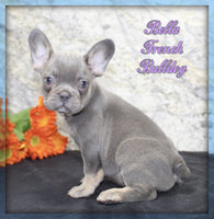Bella Female AKC French Bulldog $1600