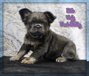 Fluffy French Bulldog