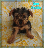 Ben Male Yorkshire Terrier $550