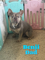 Jenny Female AKC French Bulldog $1500