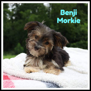 Morkie