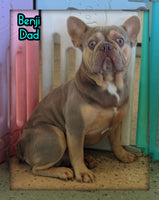 Ernie Male AKC French Bulldog $1350