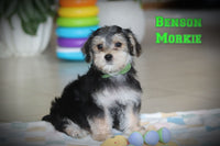 Morkie