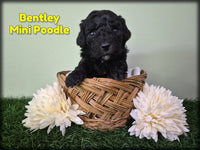 Bentley Male Mini Poodle $750