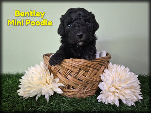 Mini Poodle