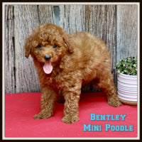 Bentley Male AKC Mini Poodle $1000