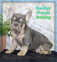 Bentley Male AKC French Bulldog $1650